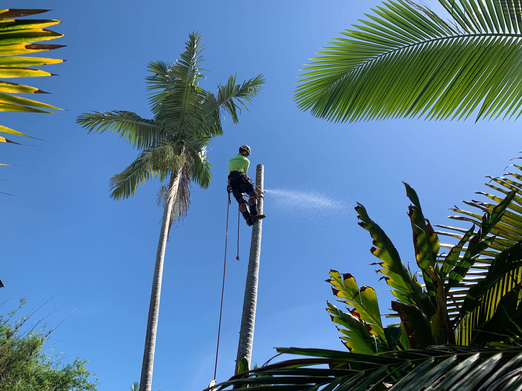 Cairns Tree Fellers -Tree Removal Services - Free Quote